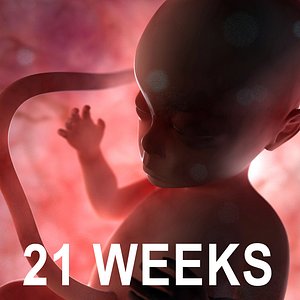 21 weeks fetus 3d model