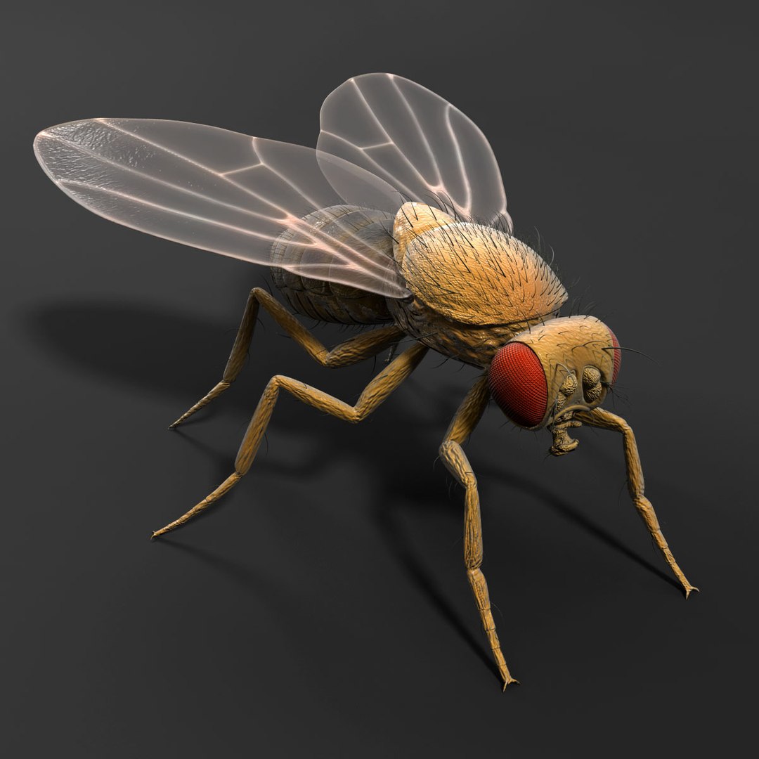 drosophila melanogaster fruit fly obj https://p.turbosquid.com/ts-thumb/9p/6EUx9X/Be5AkEJ3/dro1200_02/jpg/1339127148/1920x1080/fit_q87/a497eefac95cb97a48aff837a5c7120731d64291/dro1200_02.jpg