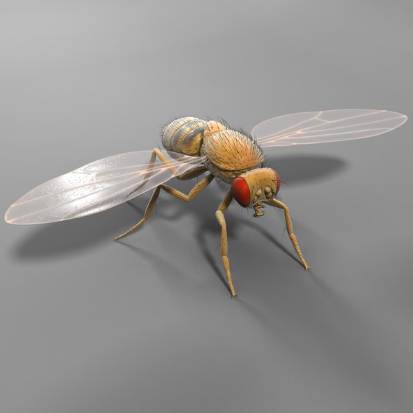 drosophila melanogaster fruit fly obj