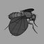 drosophila melanogaster fruit fly obj