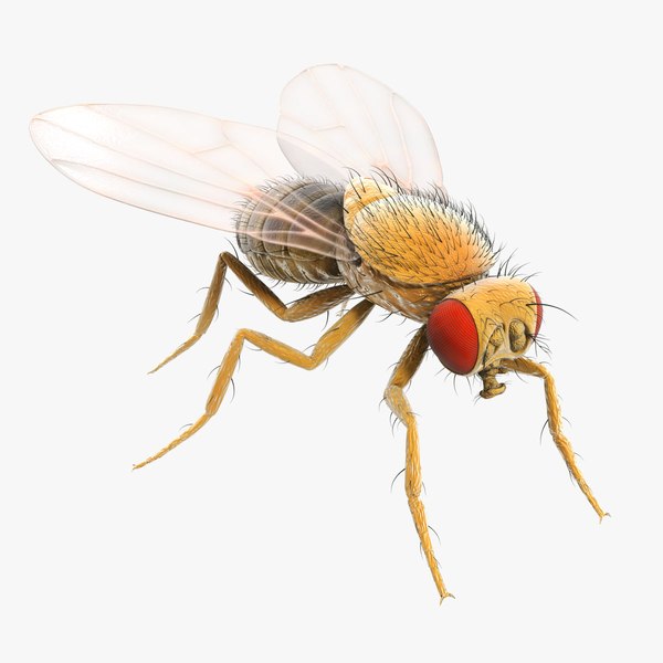 drosophila melanogaster fruit fly obj