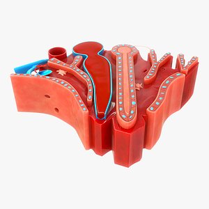 hepatic lobule 3D