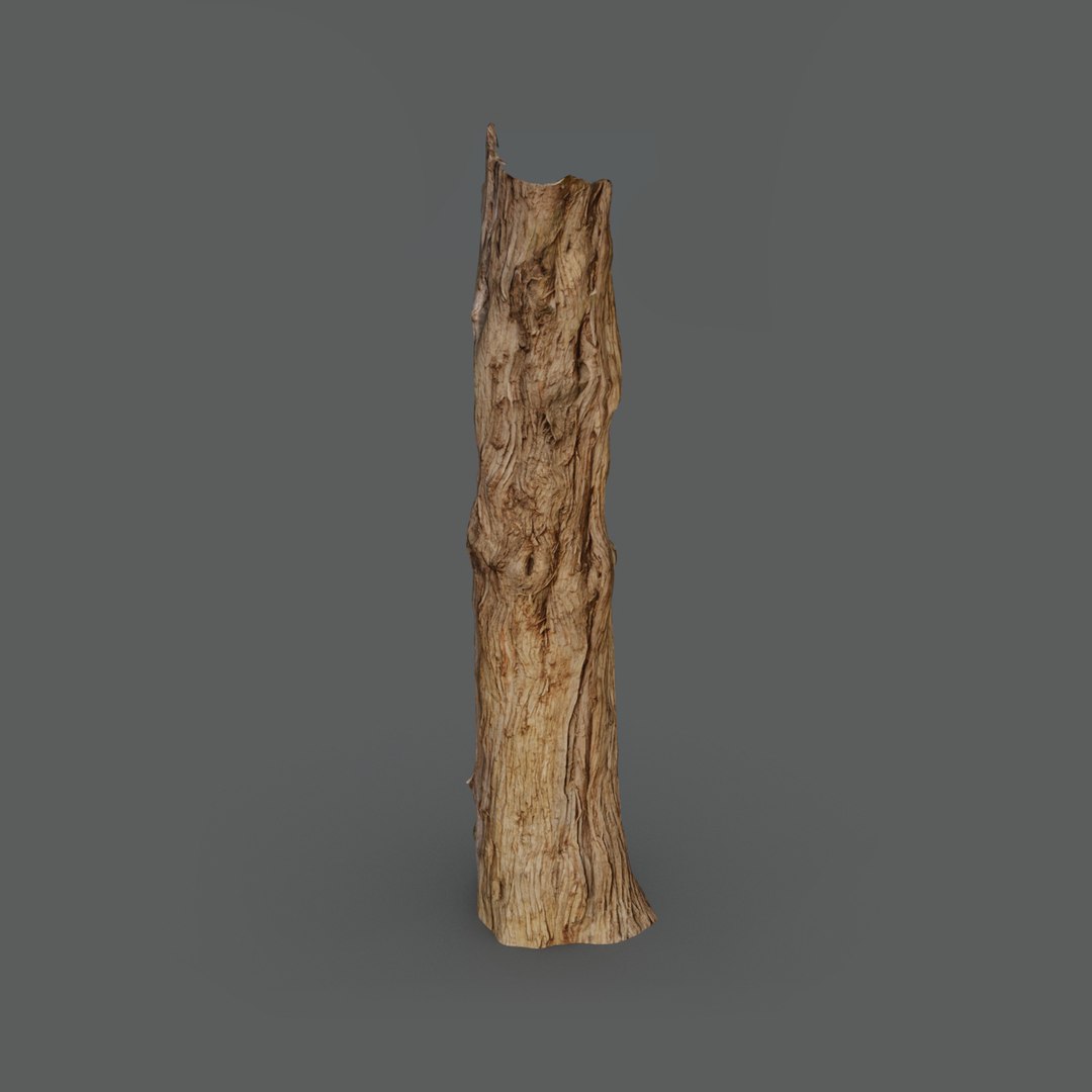 3D Ceder Trunk Scan Model - TurboSquid 2206630