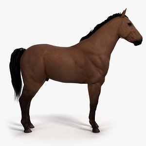 3D skin horse animation model