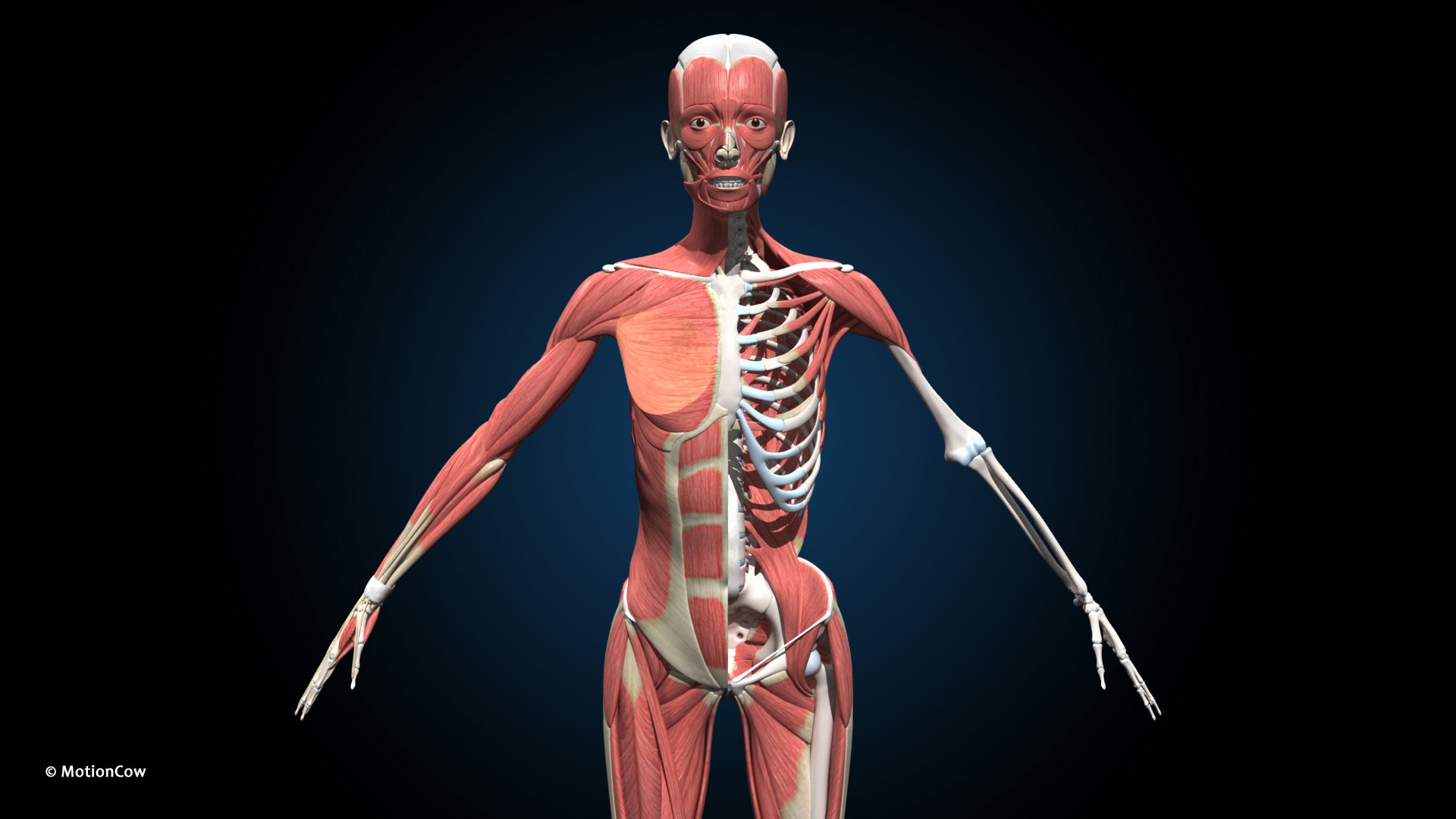 Female Muscular Skeletal - Rigged 3D model - TurboSquid 2022148