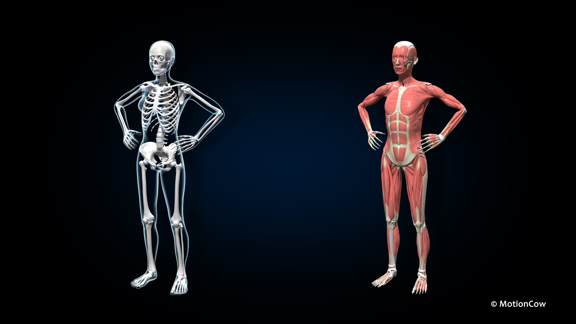 Female Muscular Skeletal - Rigged 3D model https://p.turbosquid.com/ts-thumb/9p/Lcn5BI/uQ/ufa_musskelb/jpg/1675334788/1920x1080/turn_fit_q99/2ea7f3c2b0912be74efe93f273be0c72eec27d03/ufa_musskelb-1.jpg