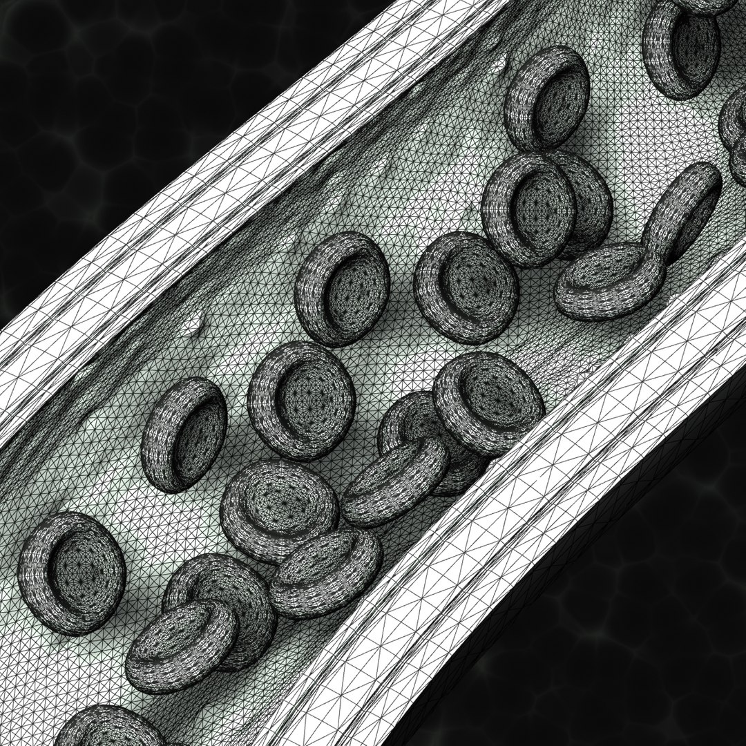 maya blood vessel https://p.turbosquid.com/ts-thumb/9p/XYETjF/ntDQyYtb/blood_vessel_006/jpg/1473428837/1920x1080/fit_q87/feb48e1acc834ba43c050460a00c5f05cfb9d1e0/blood_vessel_006.jpg