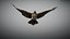 Animated Hawk