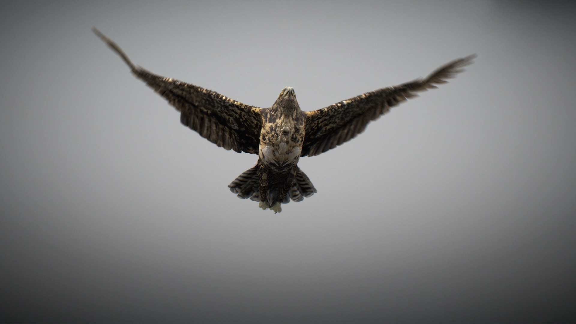 3D Animated Hawk https://p.turbosquid.com/ts-thumb/9p/fXuyRF/5q/capture/jpg/1789378787/1920x1080/turn_fit_q99/c9d6dcfd708692c8963eb20f9218c1184311851c/capture-1.jpg