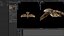 Animated Hawk
