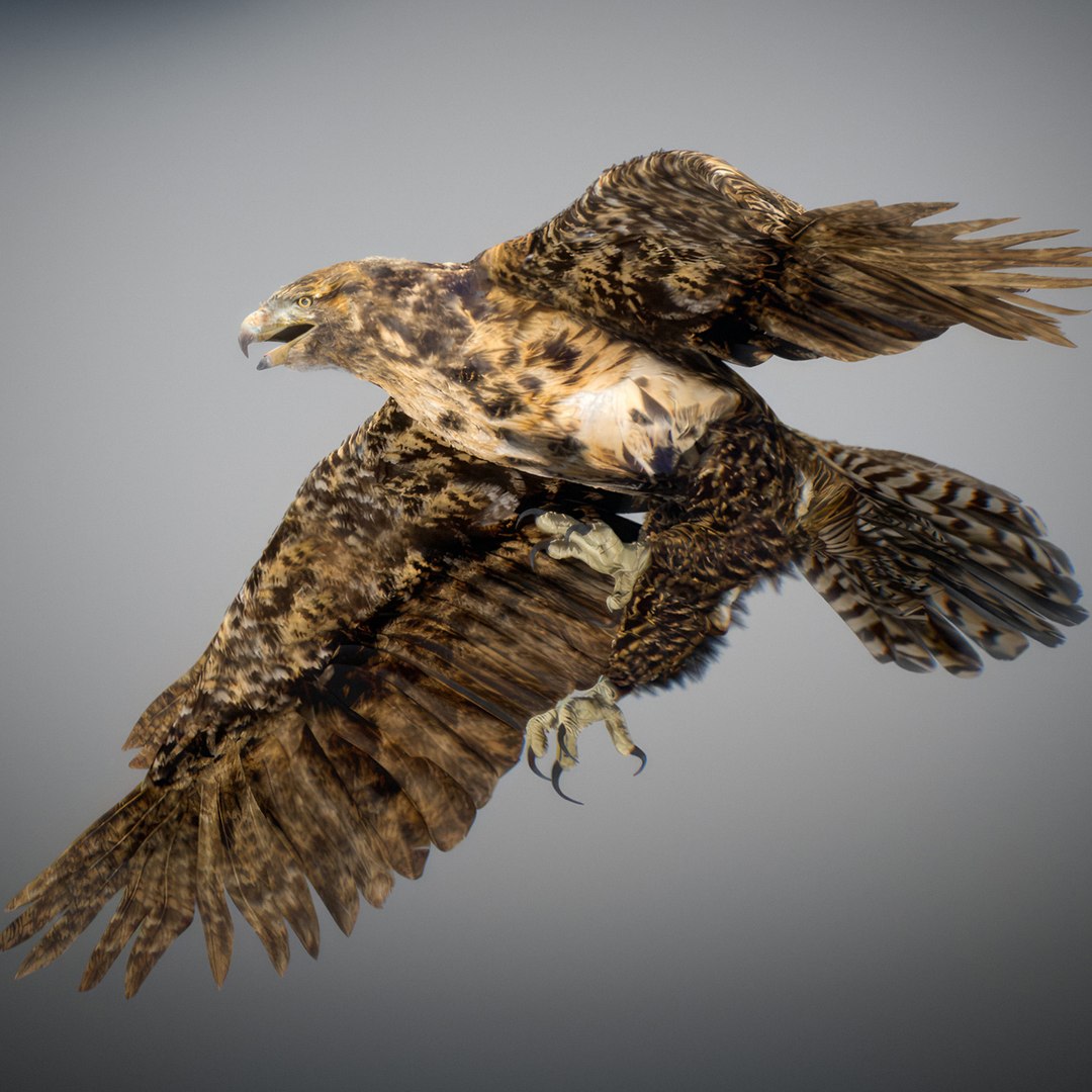 3D Animated Hawk https://p.turbosquid.com/ts-thumb/9p/fXuyRF/BJ/hawk16/jpg/1789378570/1920x1080/fit_q87/c86c0e9f7d42868dbe5d3acd8e9b774dfcde007b/hawk16.jpg