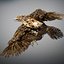 Animated Hawk