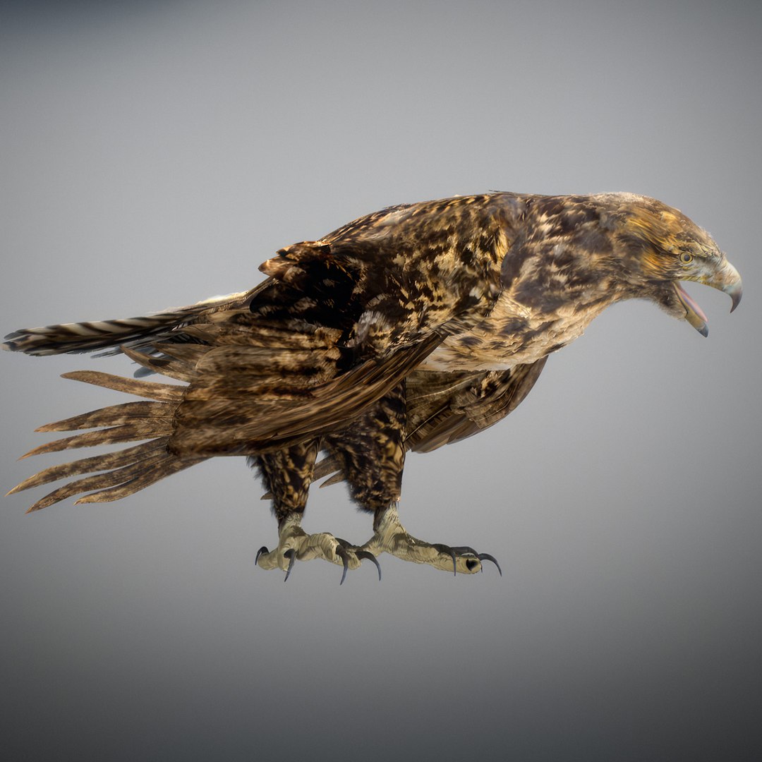3D Animated Hawk https://p.turbosquid.com/ts-thumb/9p/fXuyRF/Bv/hawk19/jpg/1789378571/1920x1080/fit_q87/848638cf3f2fd0a785182d19b824debabddeadc4/hawk19.jpg