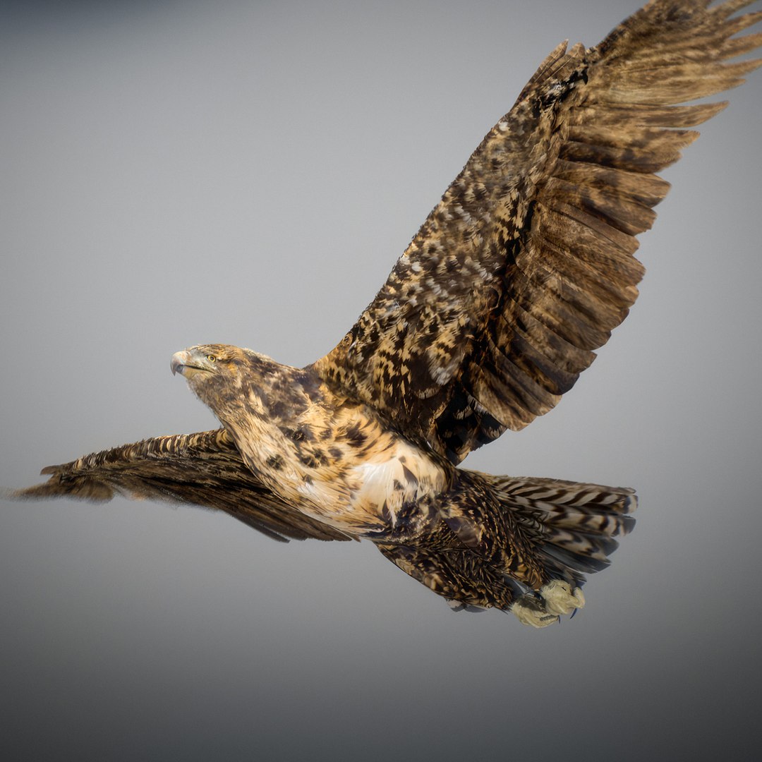 3D Animated Hawk https://p.turbosquid.com/ts-thumb/9p/fXuyRF/CM/hawk26/jpg/1789378576/1920x1080/fit_q87/48d282cb7d1170dd110b8ebedd6148d02778179d/hawk26.jpg