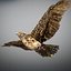 Animated Hawk