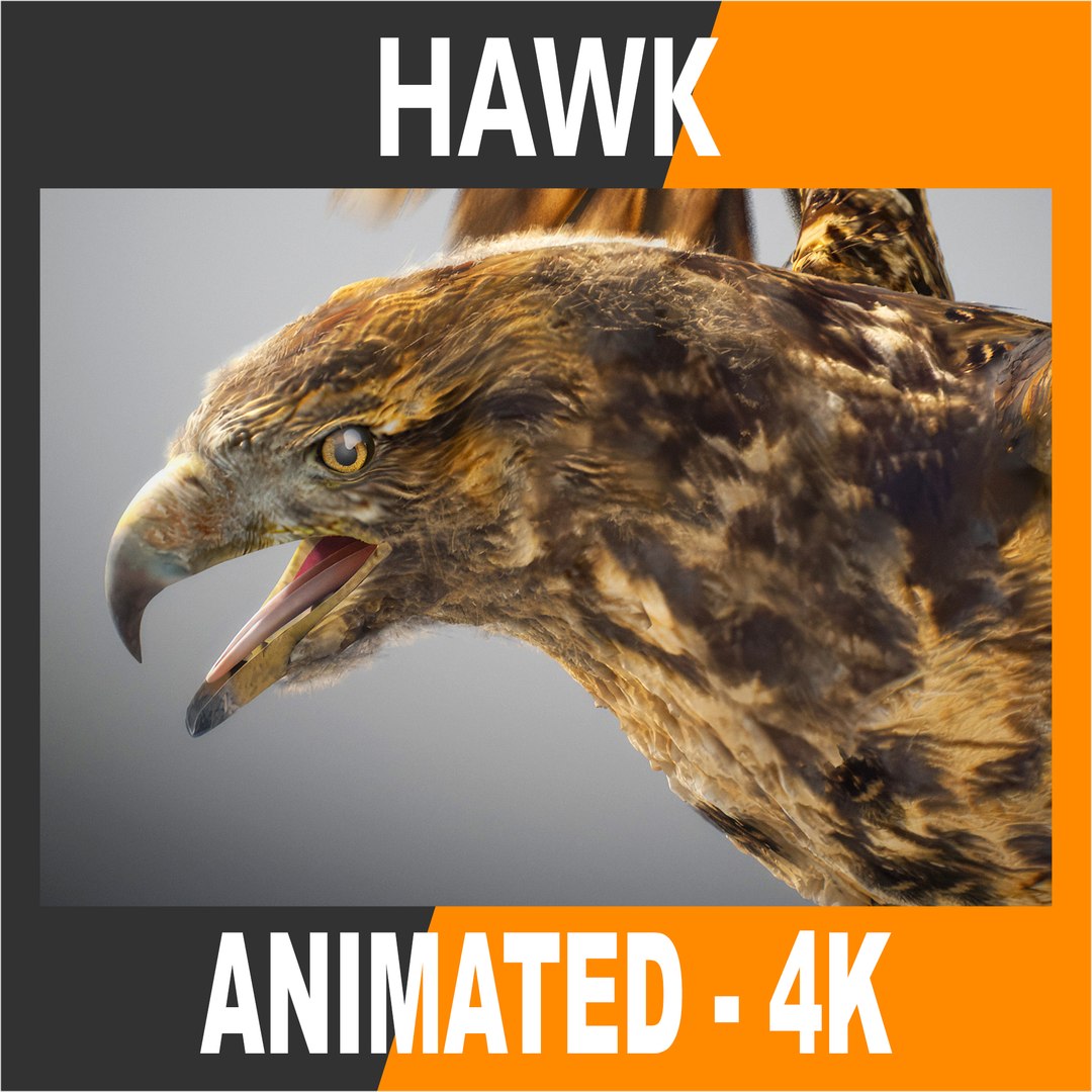 3D Animated Hawk https://p.turbosquid.com/ts-thumb/9p/fXuyRF/FM/thumbts/jpg/1789378576/1920x1080/fit_q87/42d311056725366716549c89a406f1f348d13edf/thumbts.jpg