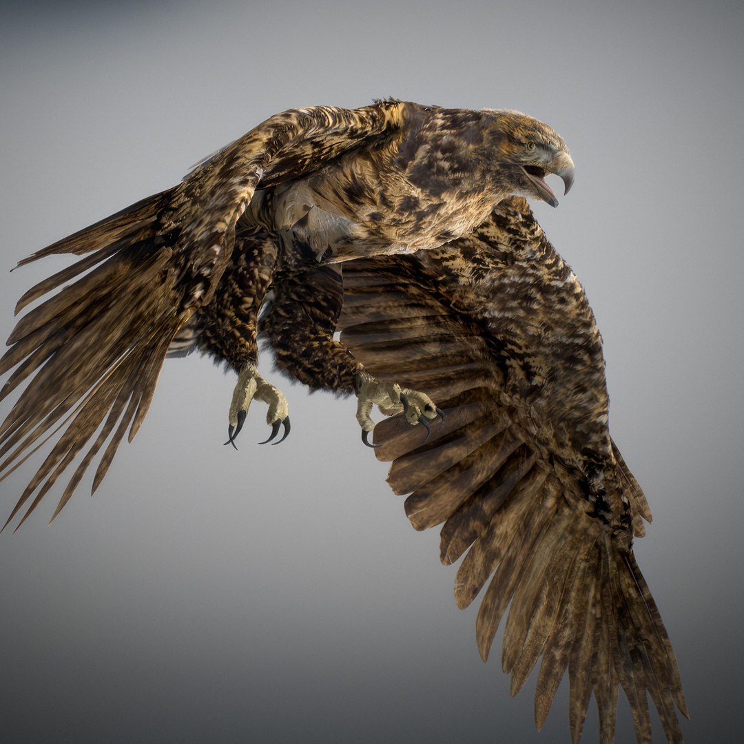 3D Animated Hawk https://p.turbosquid.com/ts-thumb/9p/fXuyRF/G2/hawk21/jpg/1789378573/1920x1080/fit_q87/783aa0c25dc965a2f3907b6c2c5994871b0d59e3/hawk21.jpg