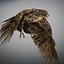 Animated Hawk