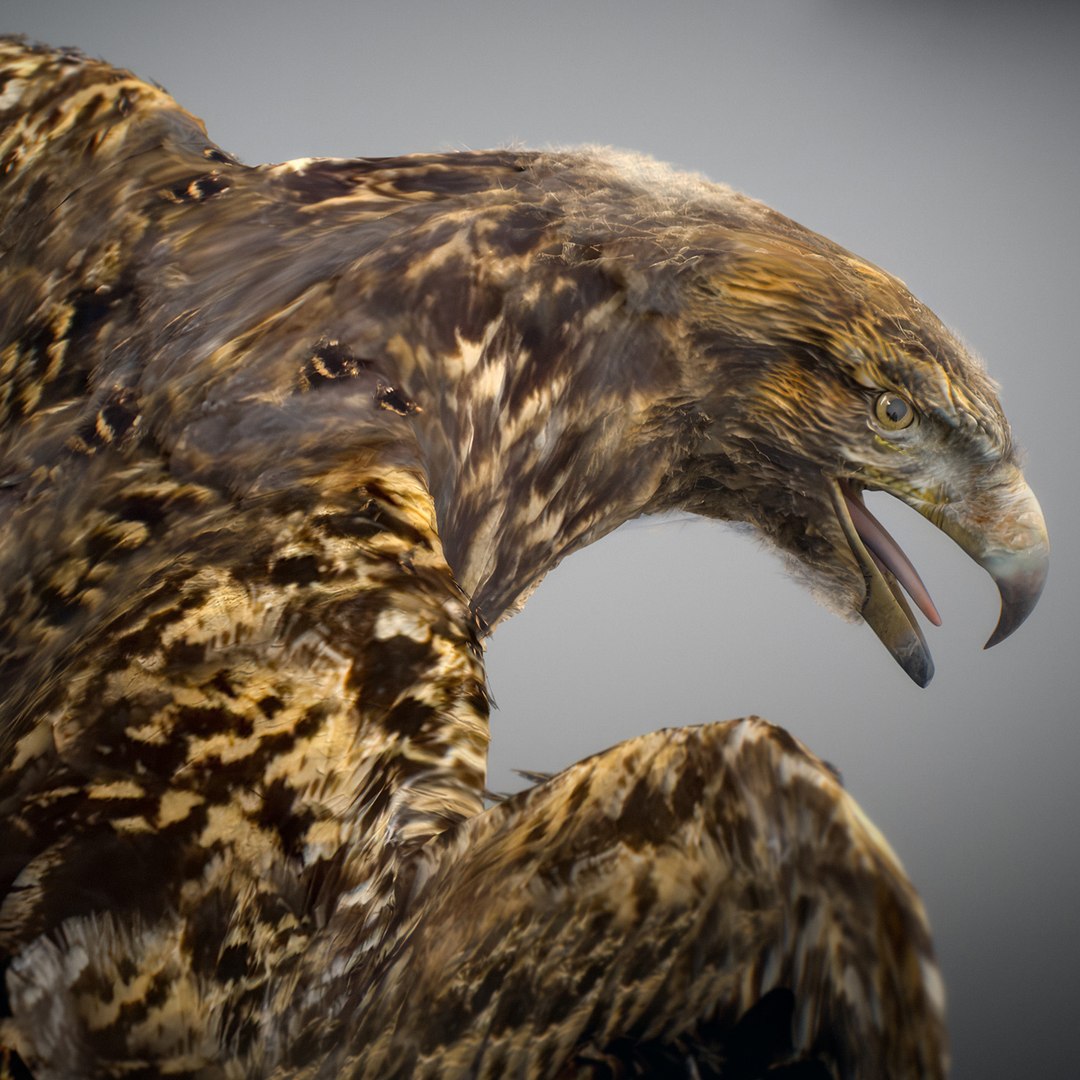 3D Animated Hawk https://p.turbosquid.com/ts-thumb/9p/fXuyRF/HM/hawk02/jpg/1789378562/1920x1080/fit_q87/2bcc2088f61d19adac7292b4808be61593353d30/hawk02.jpg