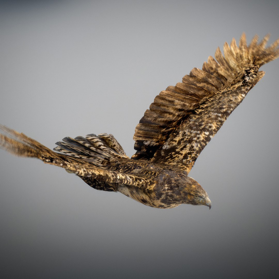 3D Animated Hawk https://p.turbosquid.com/ts-thumb/9p/fXuyRF/HU/hawk25/jpg/1789378575/1920x1080/fit_q87/153a505de054ff7b2b528ac7e224439ecaf06fd1/hawk25.jpg