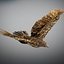 Animated Hawk