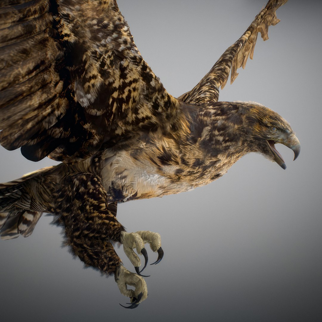 3D Animated Hawk https://p.turbosquid.com/ts-thumb/9p/fXuyRF/NZ/hawk04/jpg/1789378563/1920x1080/fit_q87/f5b40ed0f6b41de961f8c706476c22cea6c27488/hawk04.jpg