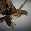 Animated Hawk