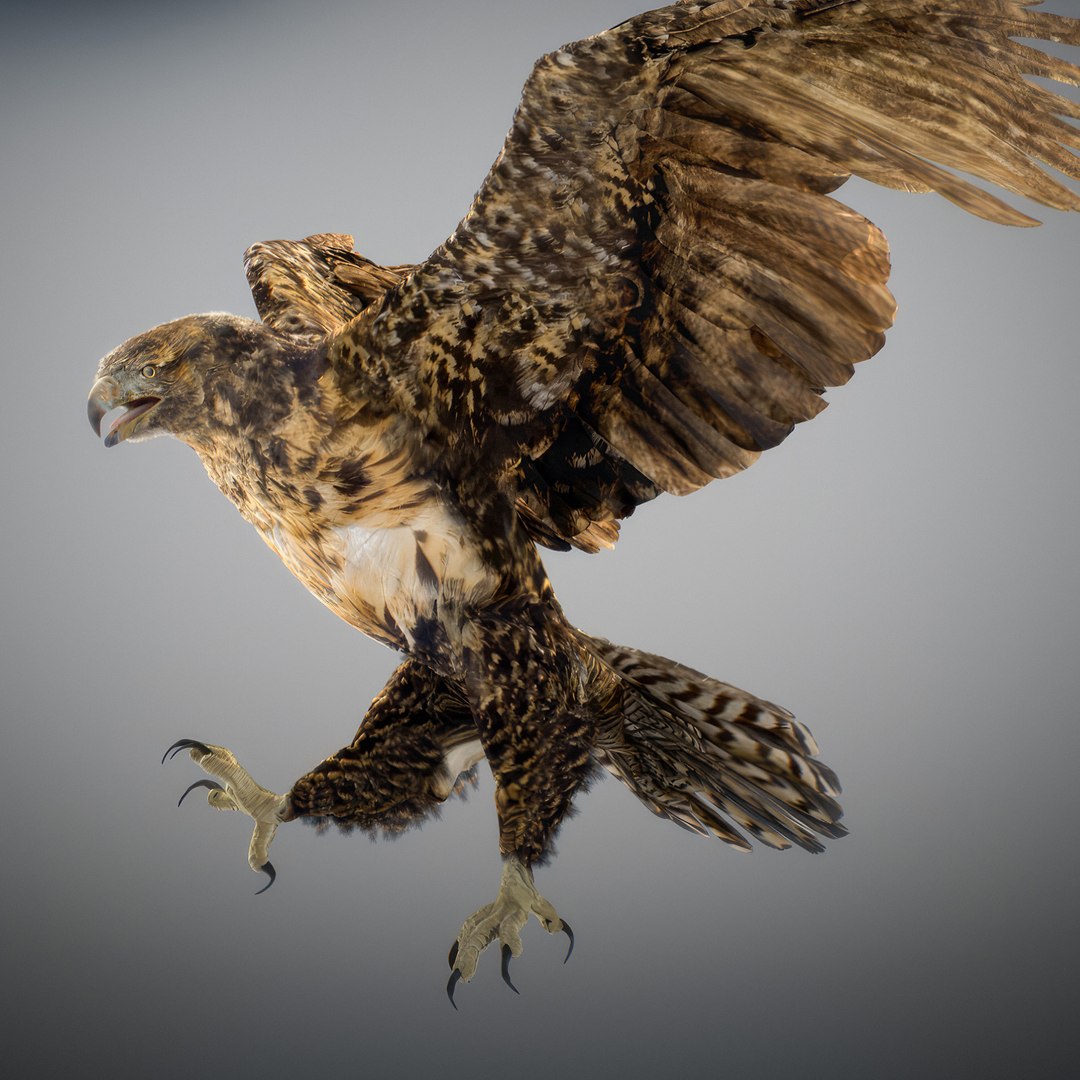 3D Animated Hawk https://p.turbosquid.com/ts-thumb/9p/fXuyRF/OR/hawk14/jpg/1789378569/1920x1080/fit_q87/1ee2fede8fbfa4bdc4f74d86cfe5669df4176d57/hawk14.jpg