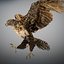 Animated Hawk