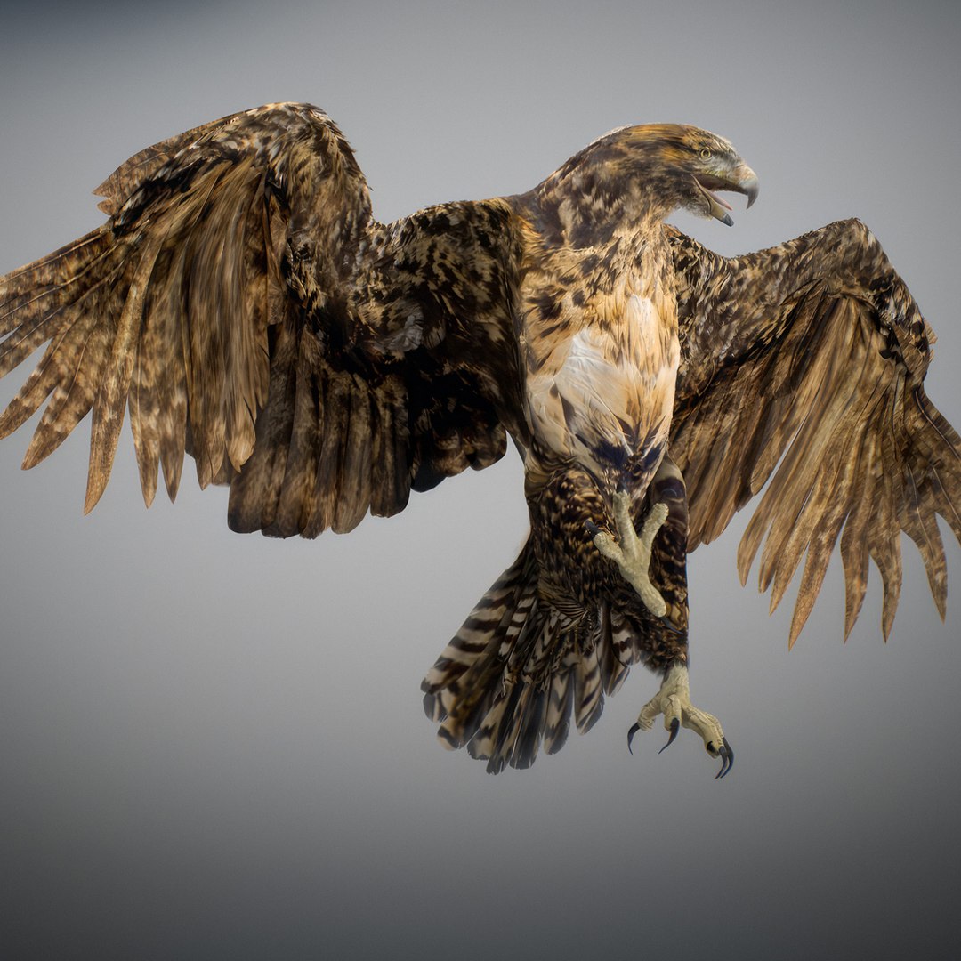 3D Animated Hawk https://p.turbosquid.com/ts-thumb/9p/fXuyRF/Rj/hawk17/jpg/1789378570/1920x1080/fit_q87/af5f6f482db54f26394fb16dbc81b33dffeedf15/hawk17.jpg