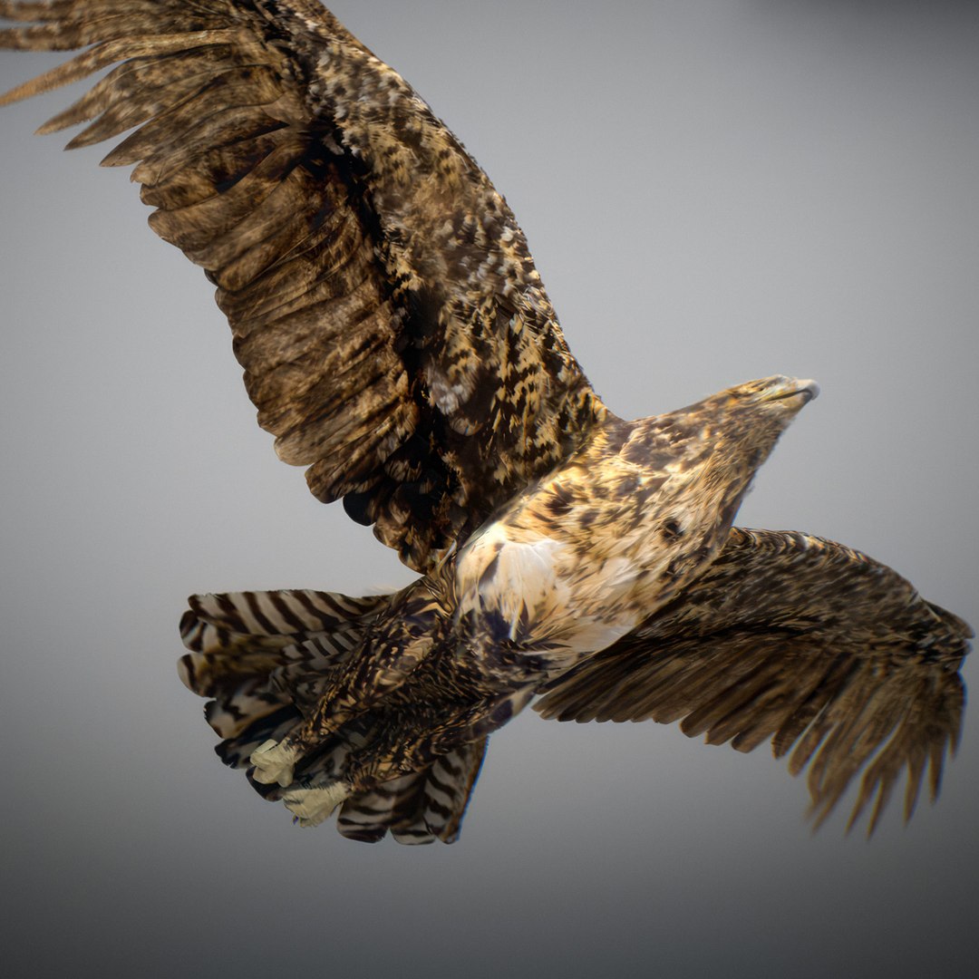 3D Animated Hawk https://p.turbosquid.com/ts-thumb/9p/fXuyRF/Tp/hawk13/jpg/1789378569/1920x1080/fit_q87/1ac53d12735ad1d2b4c1691fcb36c0bf5abd8623/hawk13.jpg