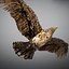Animated Hawk