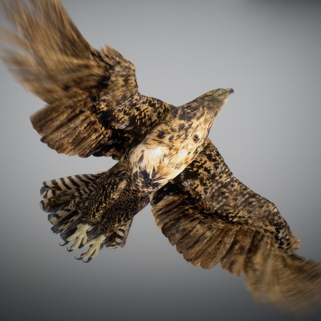 3D Animated Hawk https://p.turbosquid.com/ts-thumb/9p/fXuyRF/UL/hawk24/jpg/1789378574/1920x1080/fit_q87/b74a2b2317689e0f11aa6a1c60fcc6ca76657dce/hawk24.jpg
