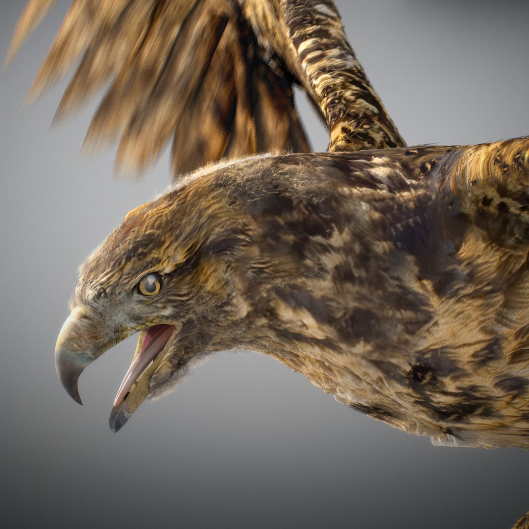 3D Animated Hawk https://p.turbosquid.com/ts-thumb/9p/fXuyRF/YI/hawk01/jpg/1789378561/1920x1080/fit_q87/8e1629158d1c9d2afafaedf7d8a3f7f77bea638a/hawk01.jpg