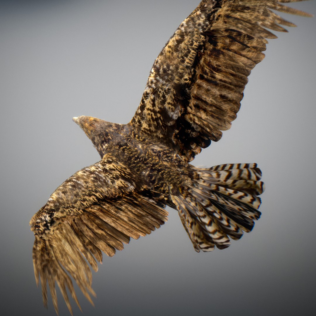 3D Animated Hawk https://p.turbosquid.com/ts-thumb/9p/fXuyRF/Zj/hawk12/jpg/1789378568/1920x1080/fit_q87/537aa572a765094ae5437b318281c0f40e332a67/hawk12.jpg