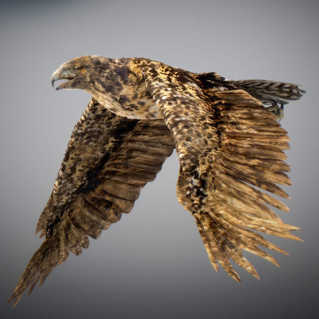3D Animated Hawk https://p.turbosquid.com/ts-thumb/9p/fXuyRF/Zs/hawk11/jpg/1789378567/1920x1080/fit_q87/c6e9bd70c1ef1375692df62c204dae718a3436a4/hawk11.jpg