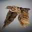 Animated Hawk