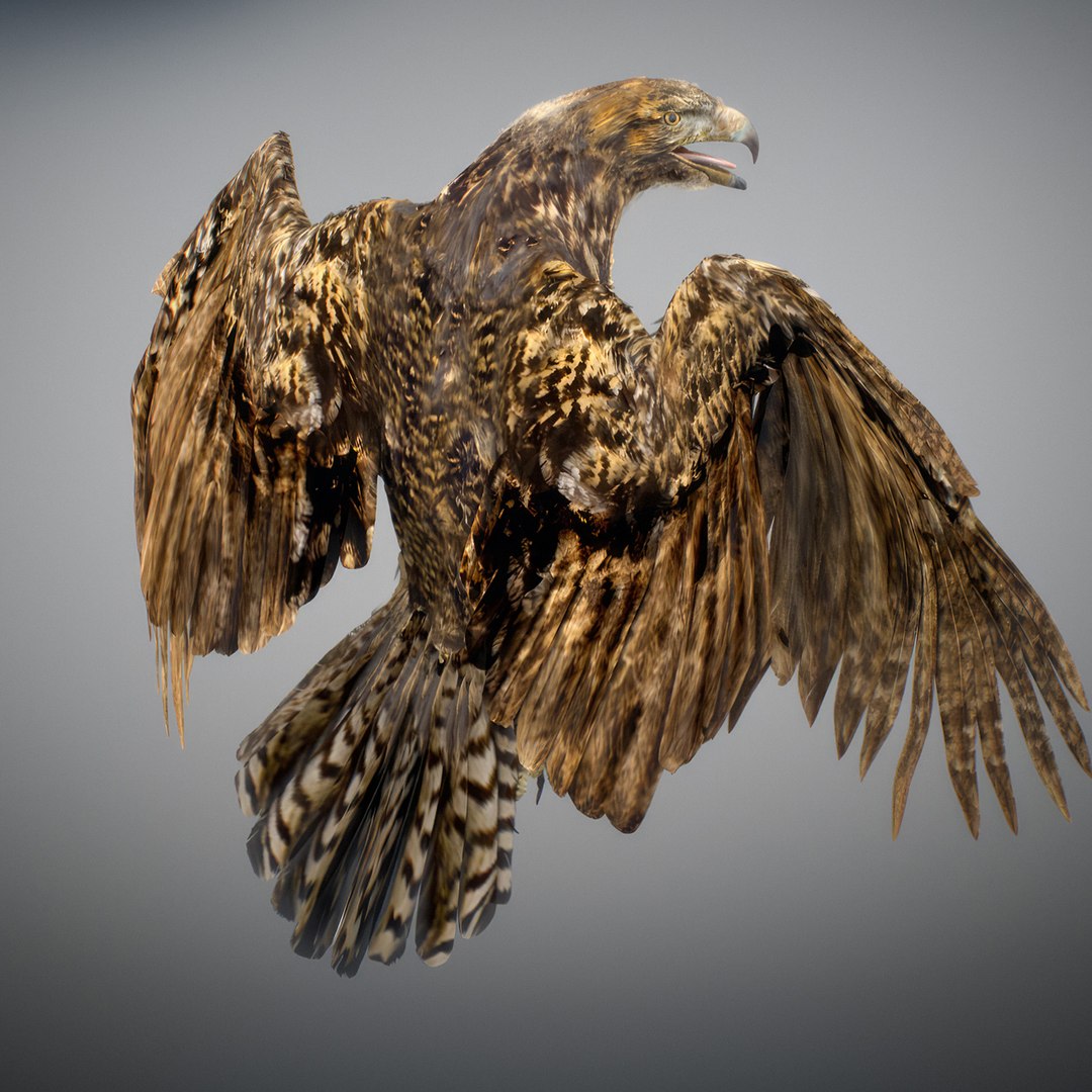 3D Animated Hawk https://p.turbosquid.com/ts-thumb/9p/fXuyRF/kf/hawk18/jpg/1789378571/1920x1080/fit_q87/f7cb359a9198b0ed3c7e8c8e2a3cafadafc4cf63/hawk18.jpg