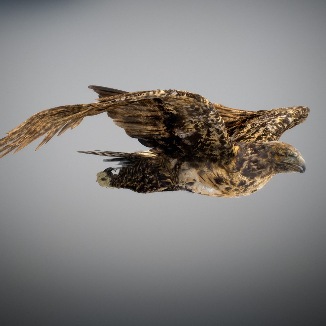 3D Animated Hawk https://p.turbosquid.com/ts-thumb/9p/fXuyRF/m7/hawk15/jpg/1789378569/1920x1080/fit_q87/09bb538830481834f98244f1cabcc5bd36bed7e7/hawk15.jpg