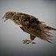 Animated Hawk
