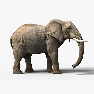 3D African Elephant Animated