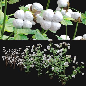 cotton plant