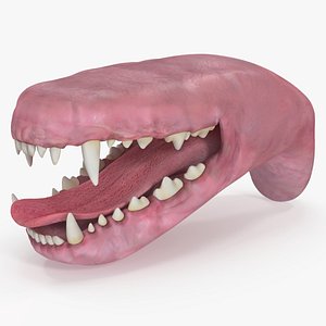 Dog Jaw Anatomic 3D model