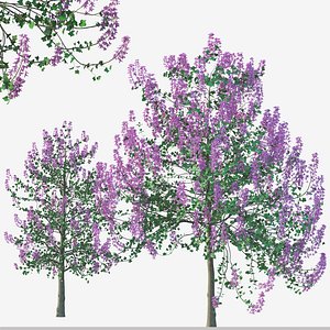 Set of Paulownia Tomentosa or Princess Tree 3D model