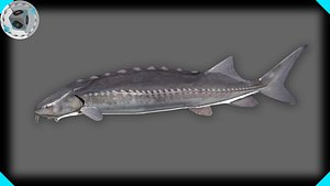 3ds max white sturgeon