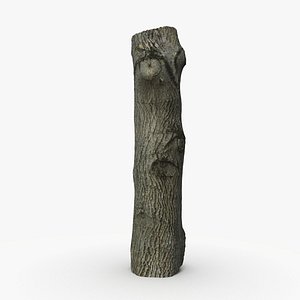 3D model Walnut trunk 3d scan