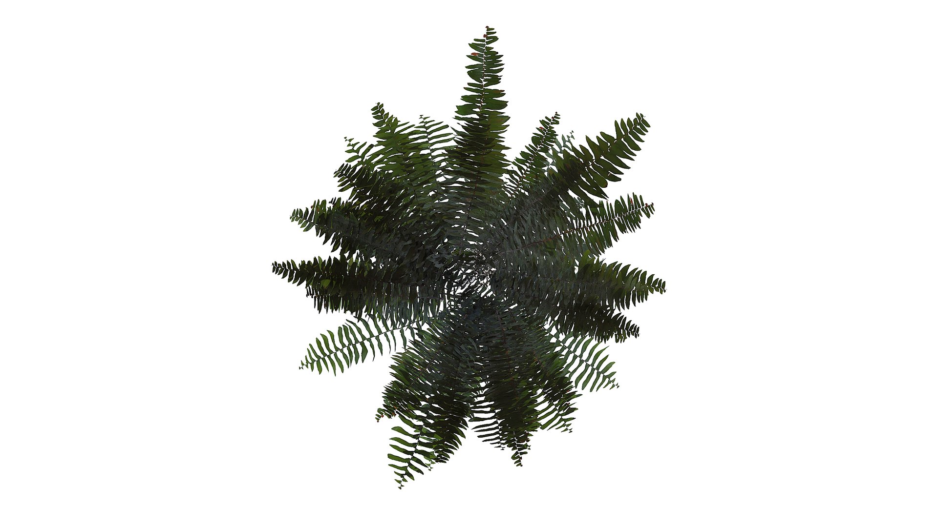 3D Sword Fern Bundle model https://p.turbosquid.com/ts-thumb/9q/B4s8JV/E1/a2_020000/jpg/1748941354/1920x1080/fit_q87/af711de5da73741cc455a13effa4e04667c3d07f/a2_020000.jpg