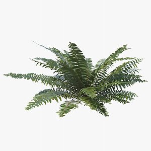 3D Sword Fern 05