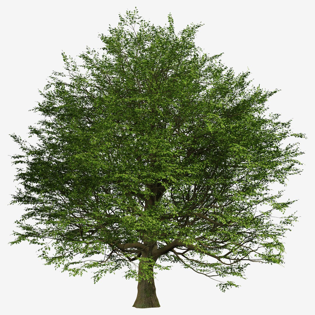3D Bur Oak or Quercus macrocarpa Tree - 1 Tree - TurboSquid 1998776