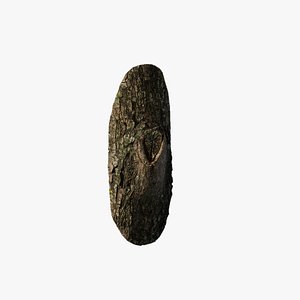 3D Anydrafts Acer tataricum Burl 01